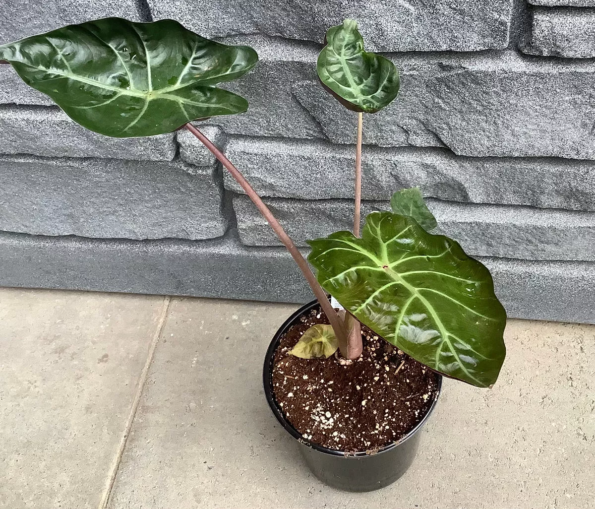 alocasia-myan-mask-1gal Alocasia: Myan Mask - 1Gal