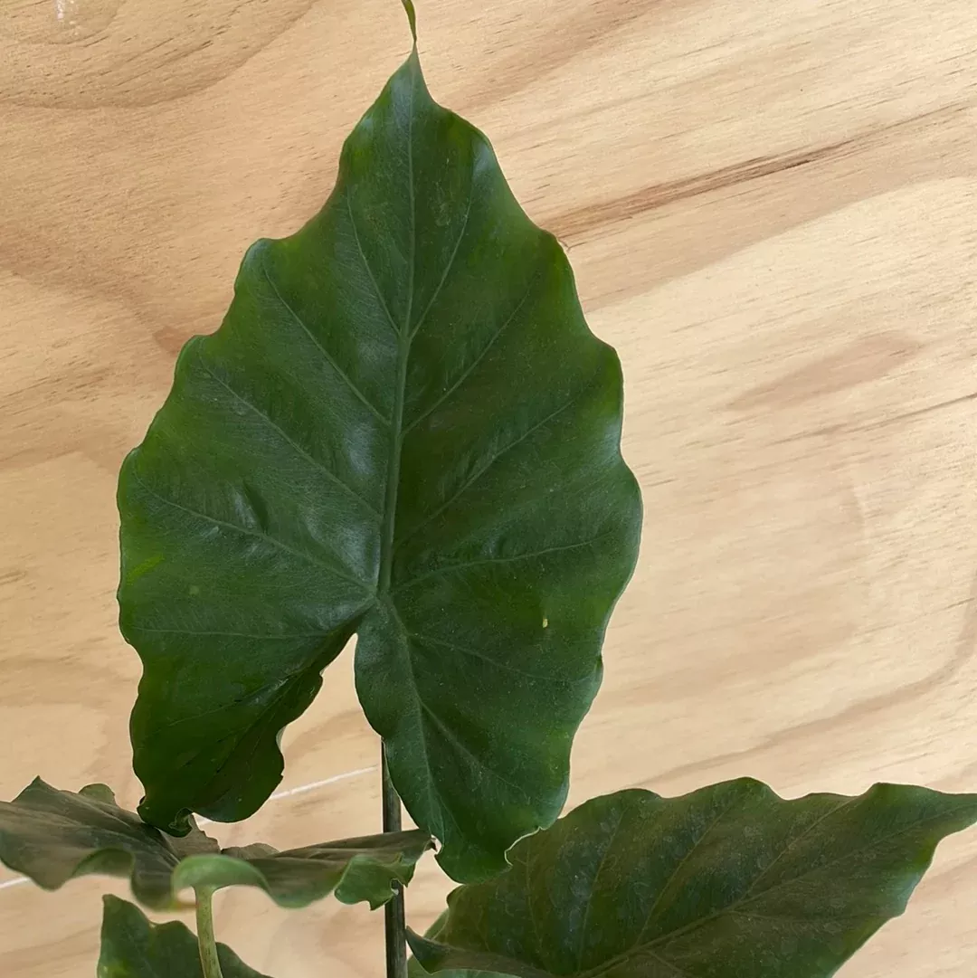 alocasia-portodora-shield Alocasia Portodora Shield