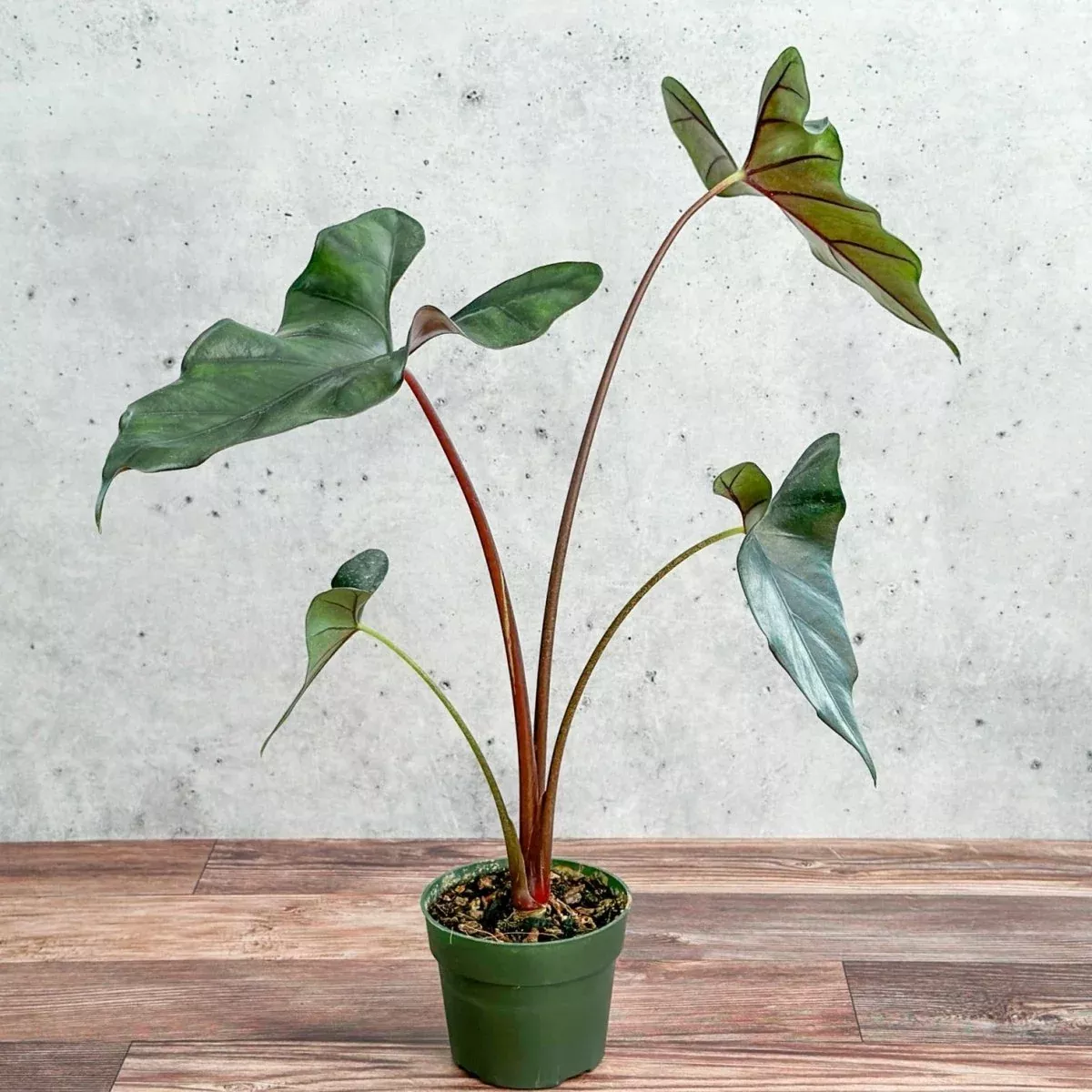 alocasia-priceps-purple-cloak-purple-cloak-elephant-ear-6-inch Alocasia priceps 'Purple Cloak' - Purple Cloak Elephant Ear - 6 Inch