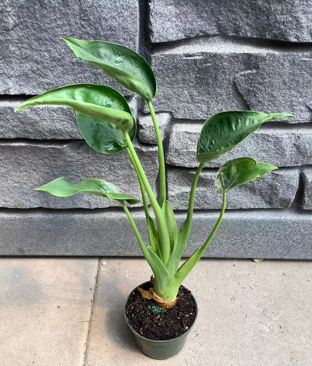 alocasia-tiny-dancer Alocasia Tiny Dancer