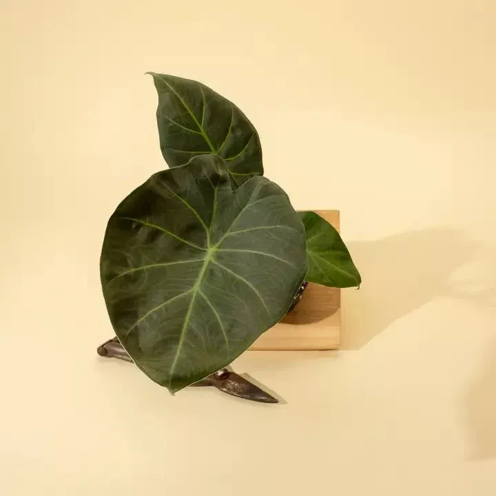 alocasia-x-regal-shield-regal-shield-alocasia Alocasia x ‘Regal Shield’ - Regal Shield Alocasia