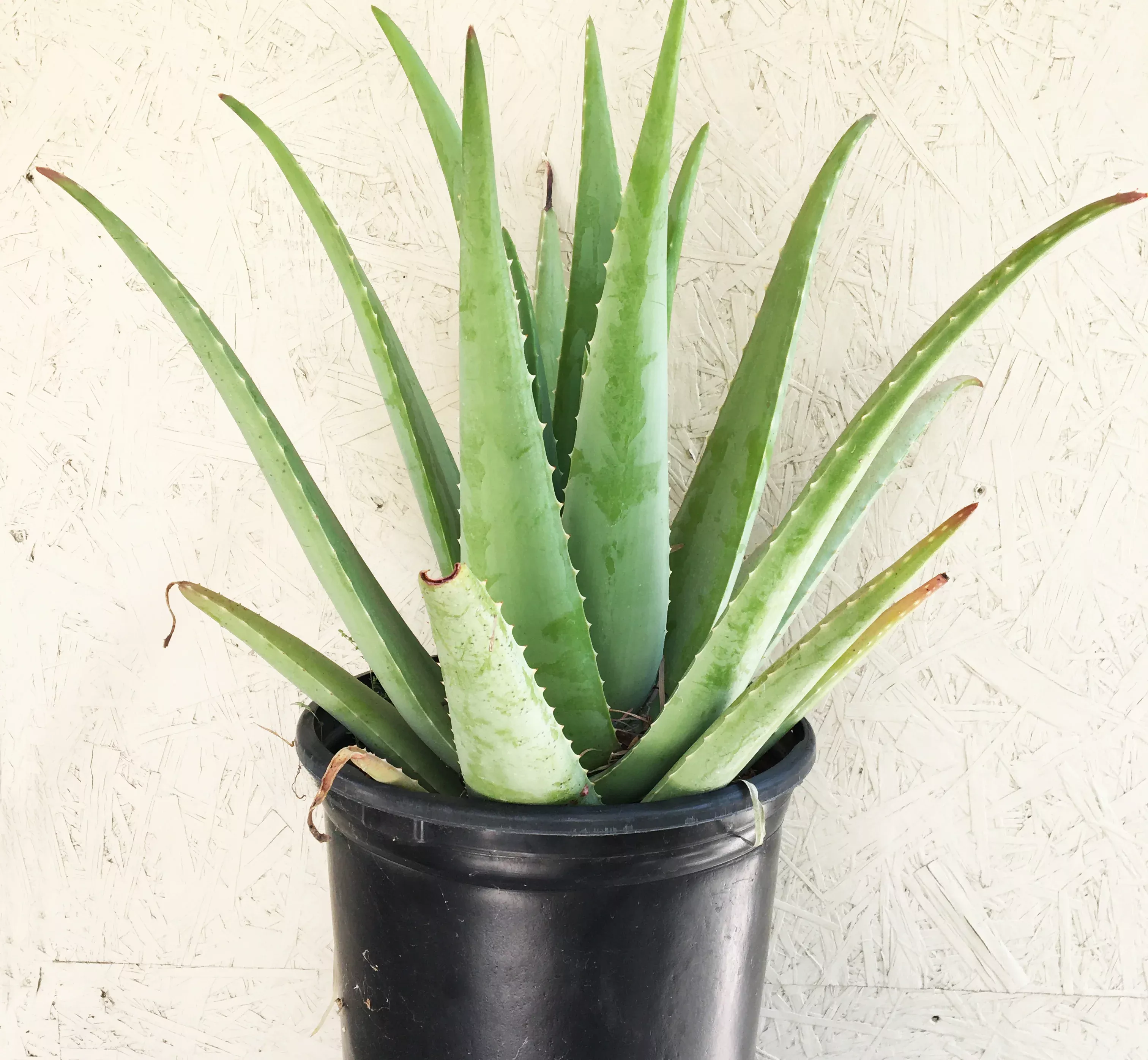 aloe-barbadensis-aloe-vera Aloe barbadensis (Aloe Vera)