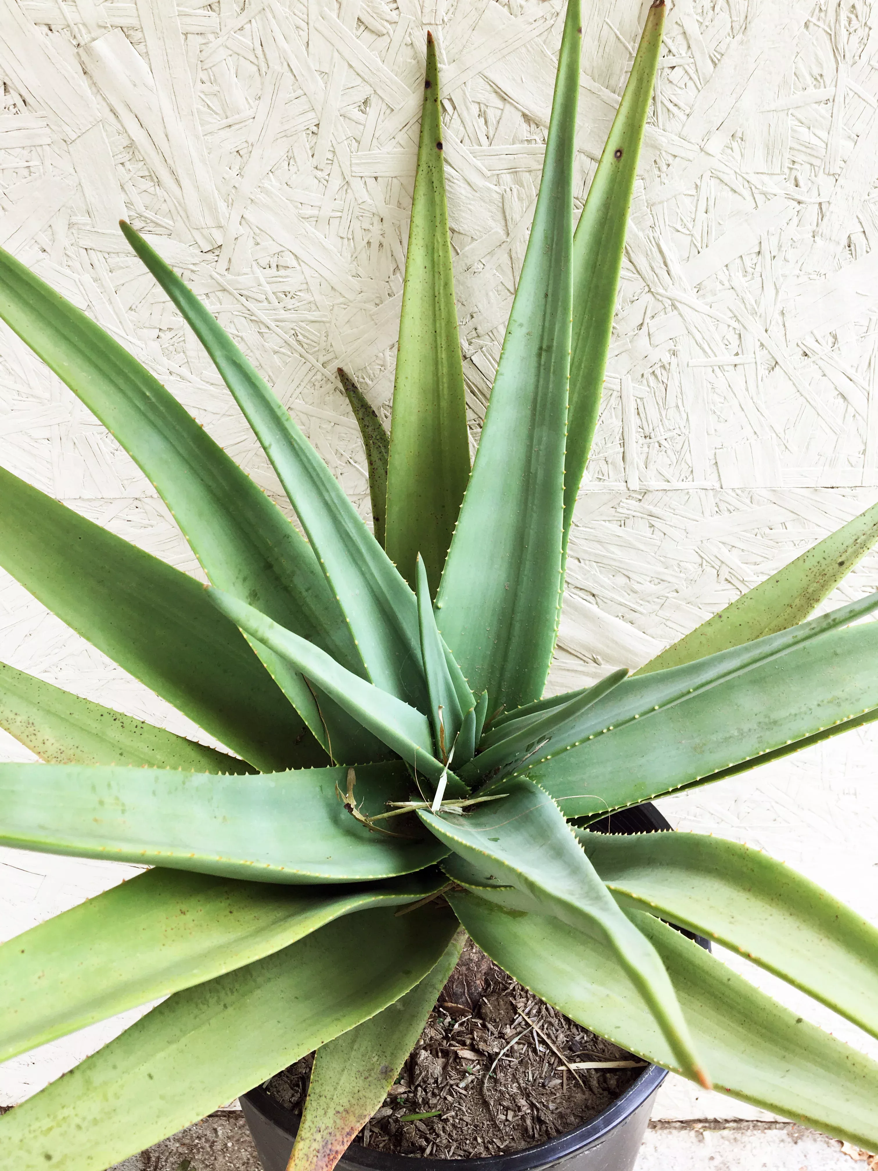 aloe-hercules Aloe Hercules