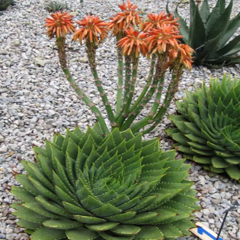 Aloe polyphylla 'Swirl'