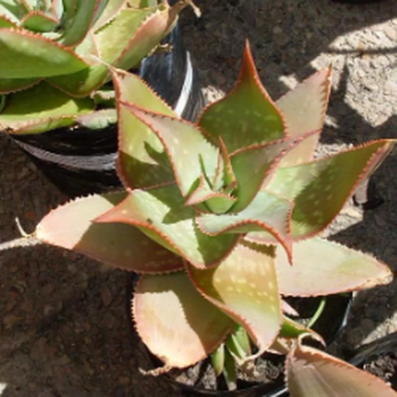 Aloe striata x maculata