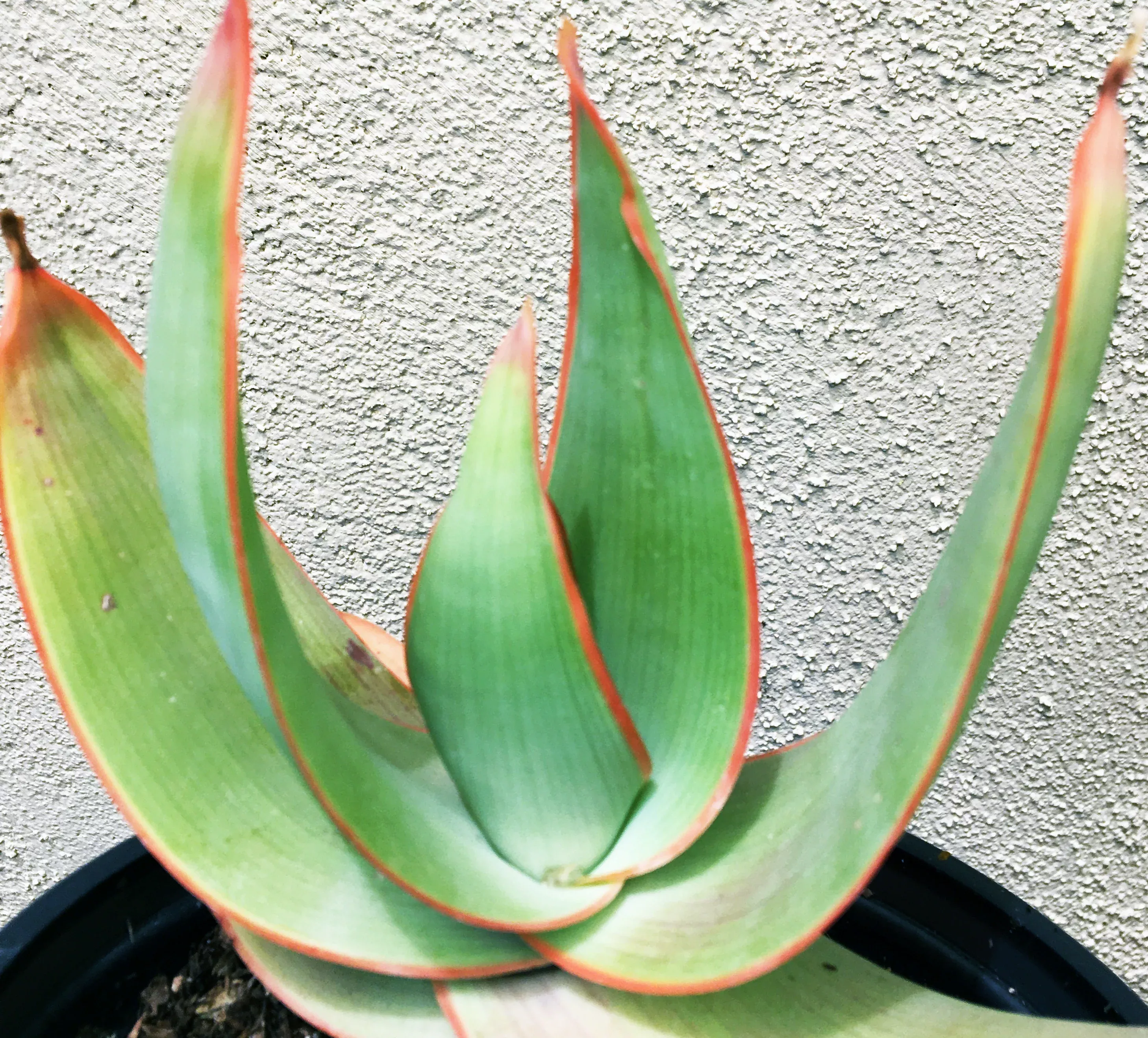 aloe-striata Aloe striata
