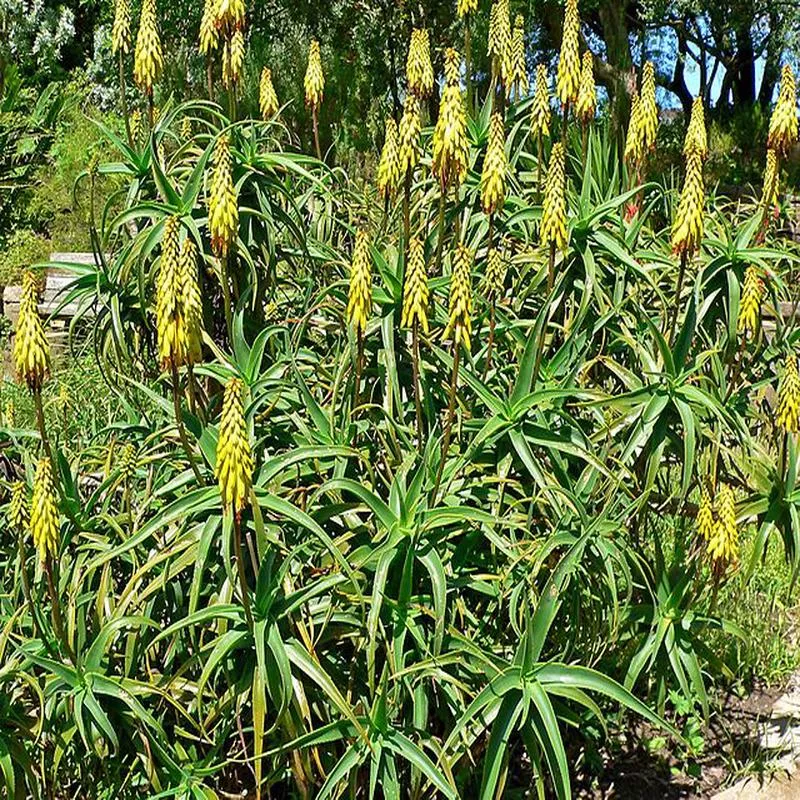 aloe-striatula-burly Aloe striatula 'Burly'