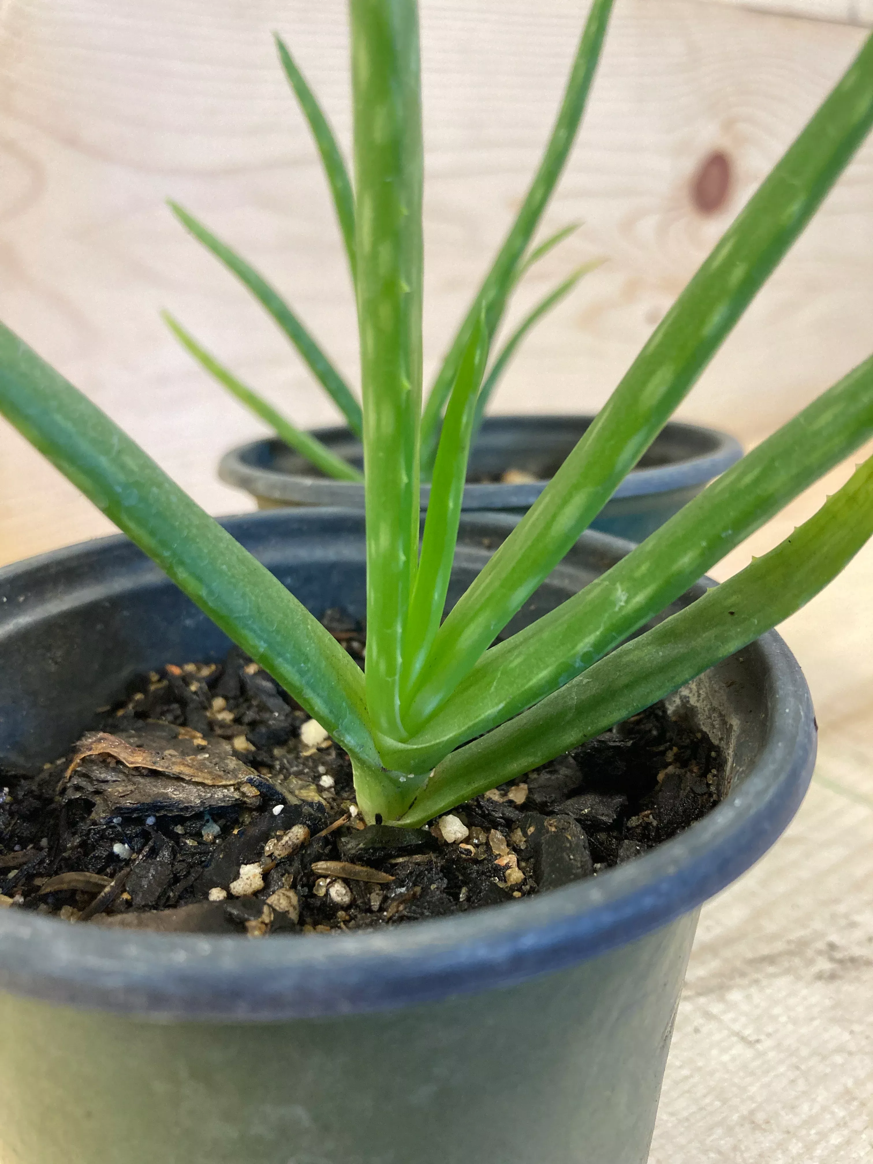 aloe-vera Aloe vera