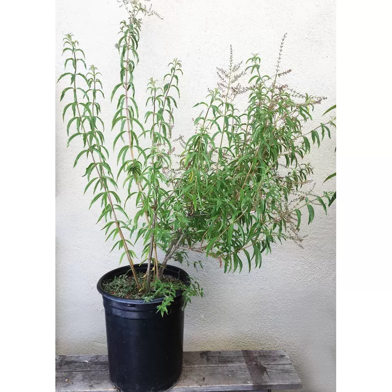 Aloysia triphylla, Lemon Verbena
