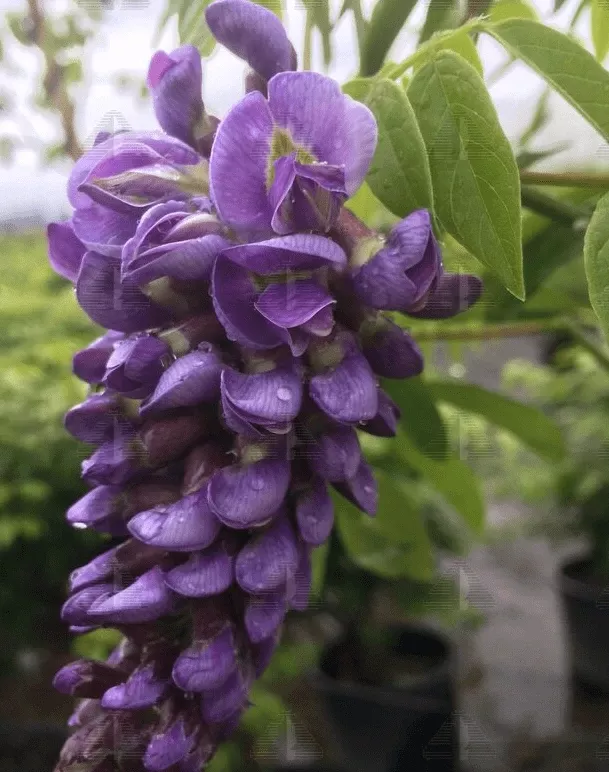 Alpha Amethyst Falls Wisteria