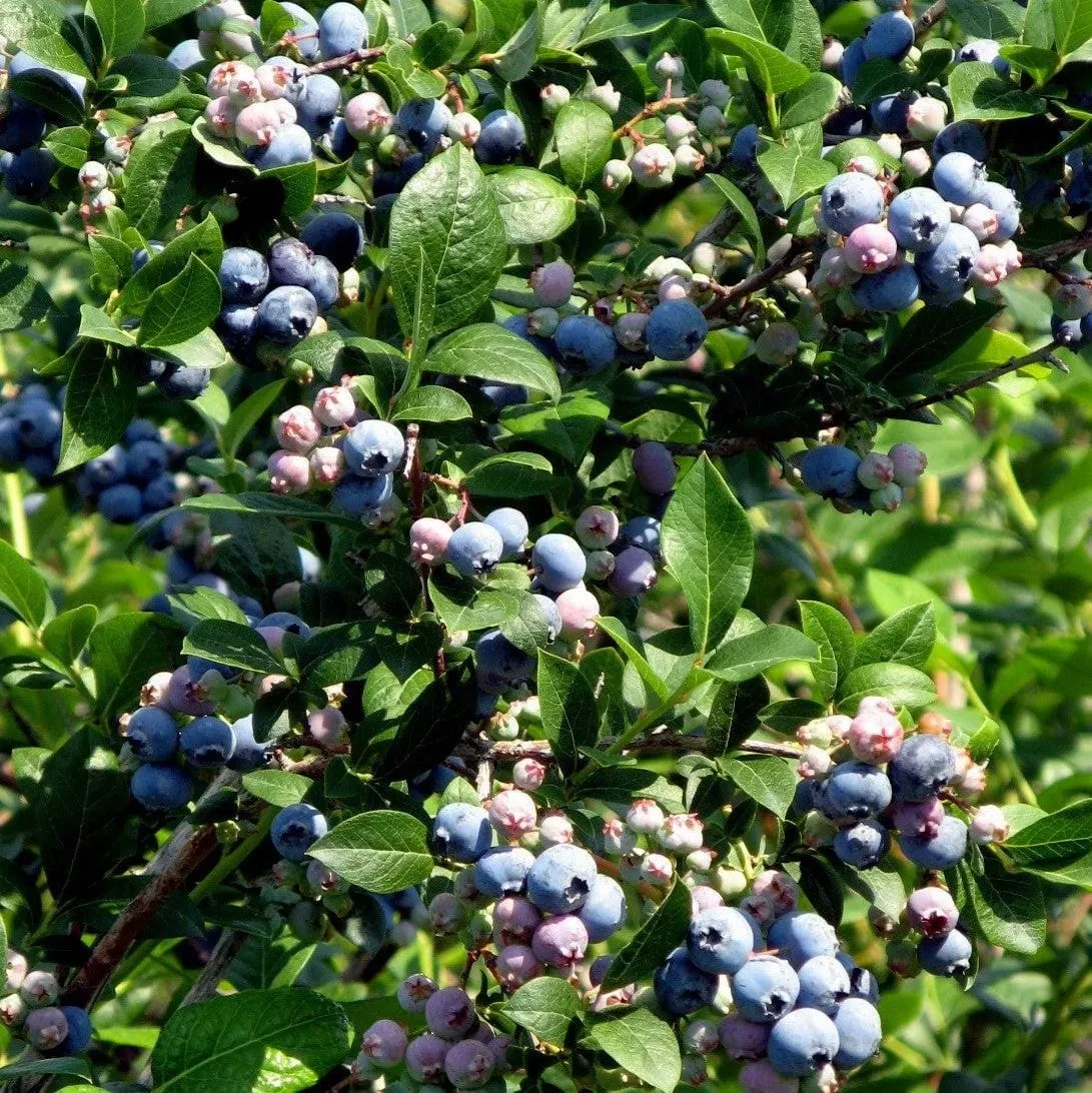 Alpha Bless Your Heart™ Blueberry
