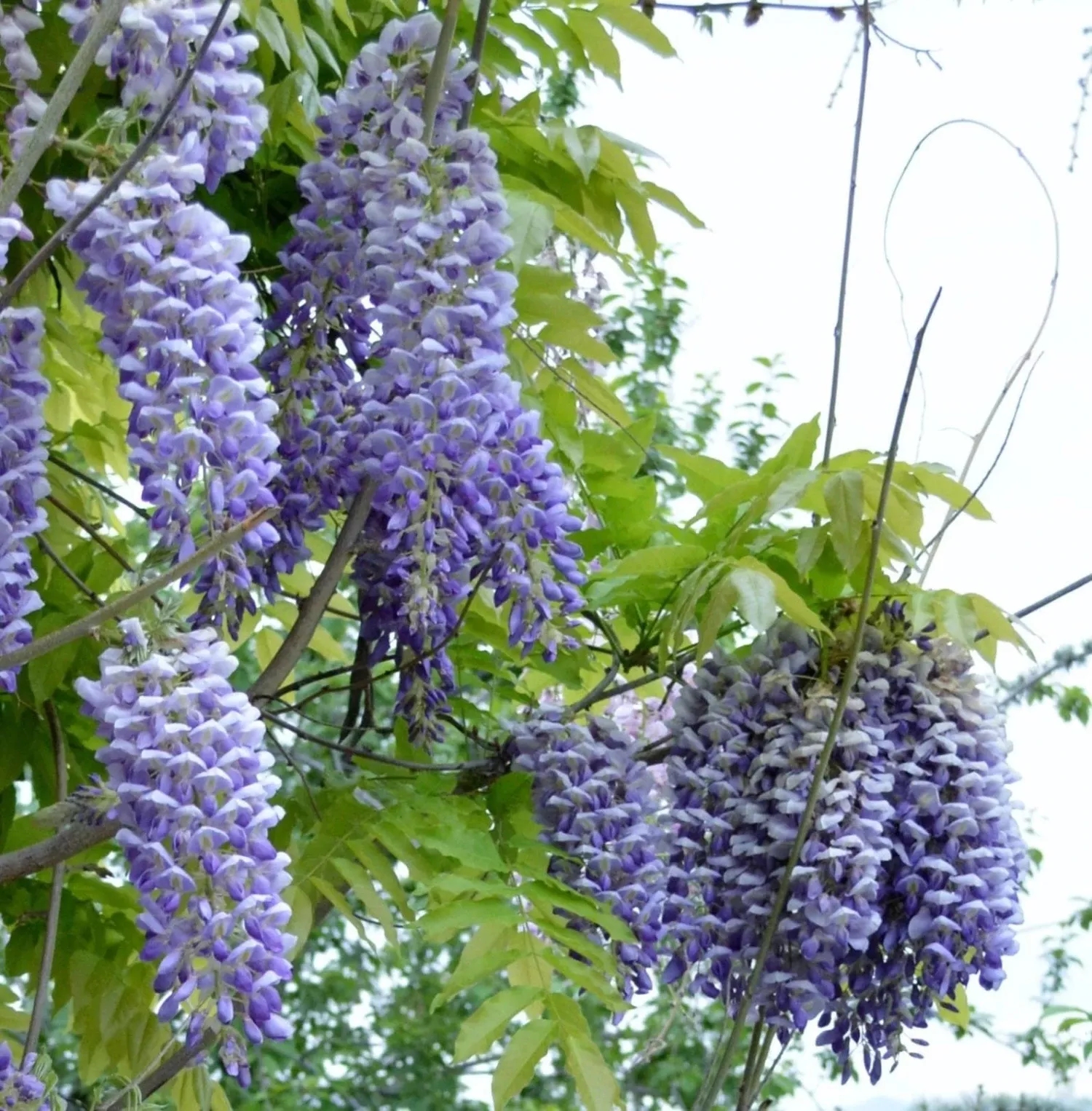 alpha-blue-moon-wisteria Alpha Blue Moon Wisteria