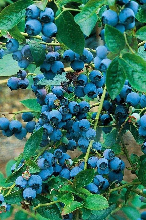 alpha-chippewa-blueberry Alpha Chippewa Blueberry