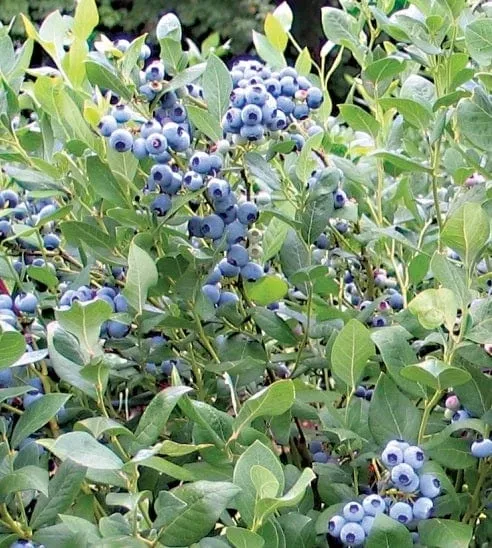 Alpha Draper Blueberry