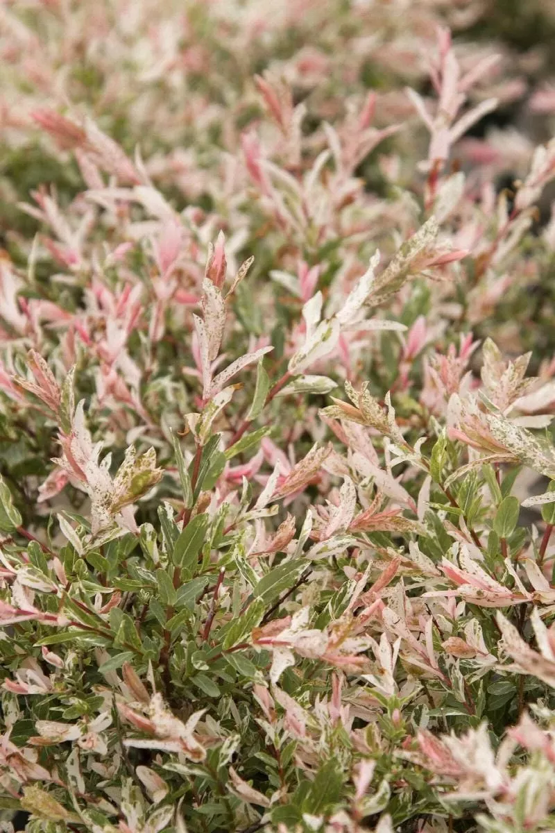 Alpha Hakuro Nishiki Willow