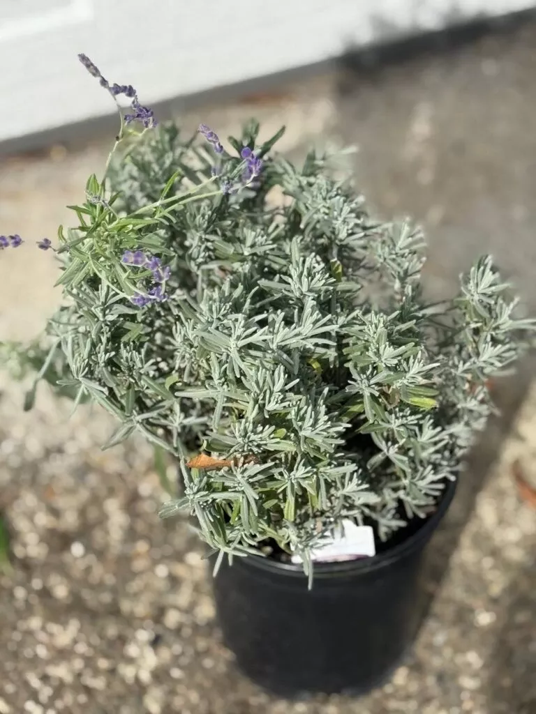 alpha-hidcote-blue-lavender Alpha Hidcote Blue Lavender