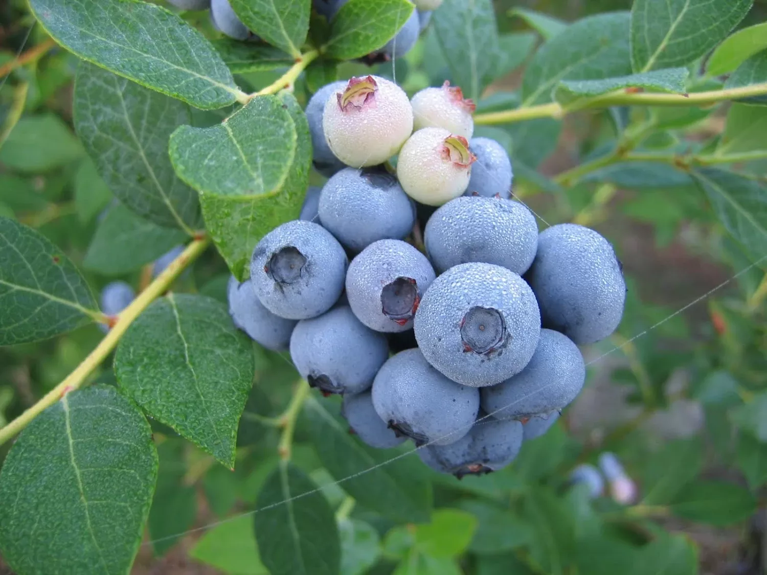 alpha-legacy-blueberry Alpha Legacy Blueberry