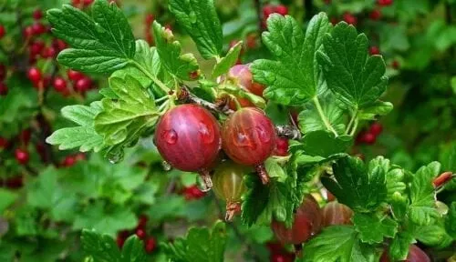 alpha-little-ben-gooseberry Alpha Little Ben Gooseberry
