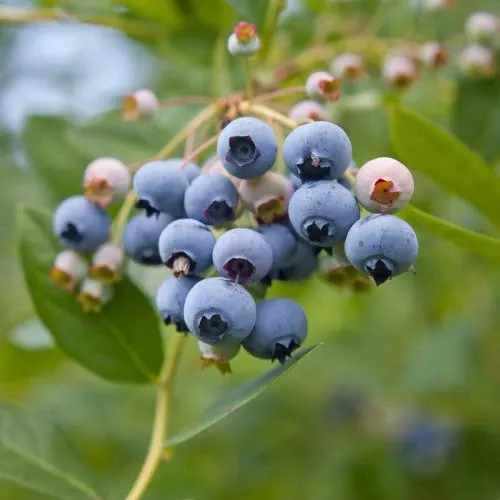 alpha-mini-blues-blueberry Alpha MINI Blues™ Blueberry