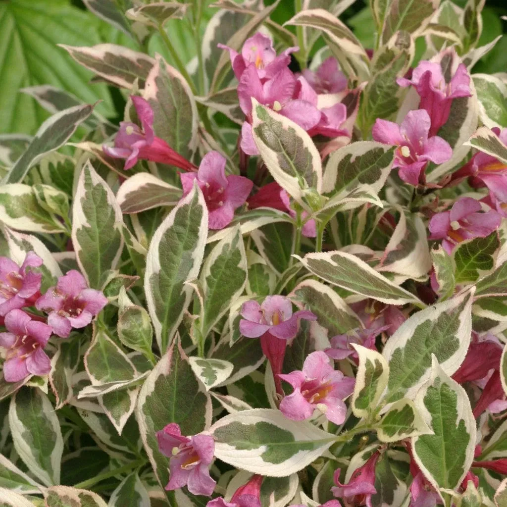 Alpha My MonetWeigela