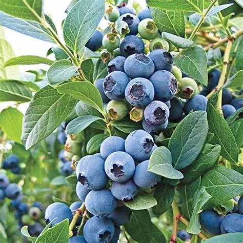 alpha-o-neal-blueberry Alpha O’Neal Blueberry