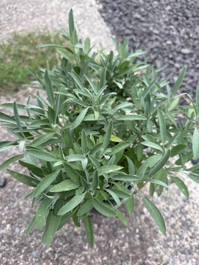 alpha-robert-grimm-dwarf-culinary-sage Alpha Robert Grimm Dwarf Culinary Sage
