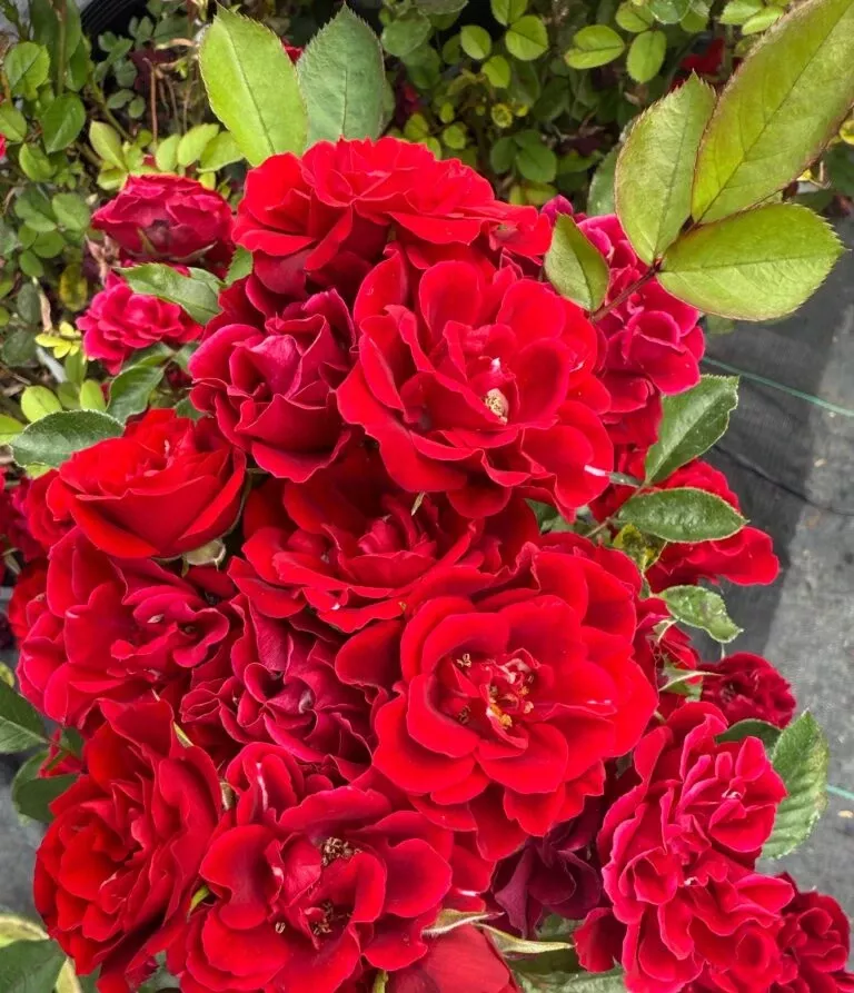 Alpha Rosa Red Sunblaze