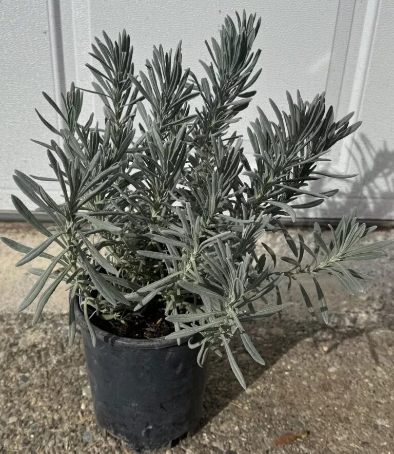 Alpha Sensational! Lavender