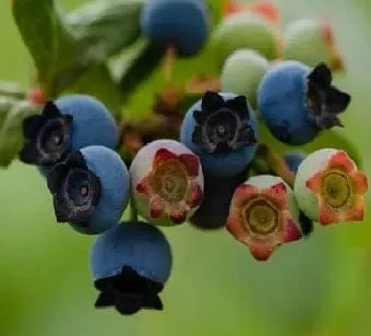 alpha-star-blueberry Alpha Star Blueberry