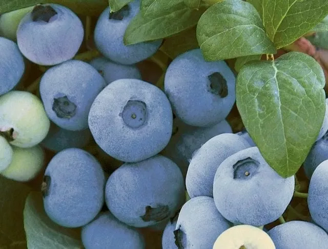 alpha-top-shelf-blueberry Alpha Top Shelf Blueberry