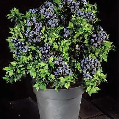 Alpha Tophat Blueberry
