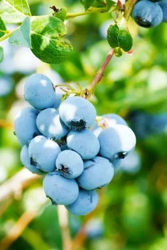 alpha-toro-blueberry Alpha Toro Blueberry