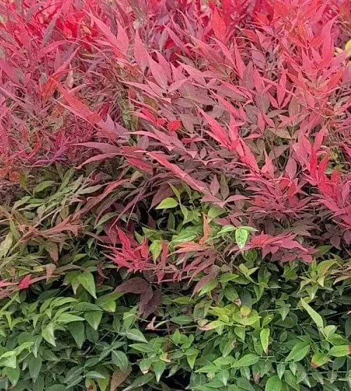 alpha-tuscan-flame-heavenly-bamboo Alpha Tuscan Flame Heavenly Bamboo