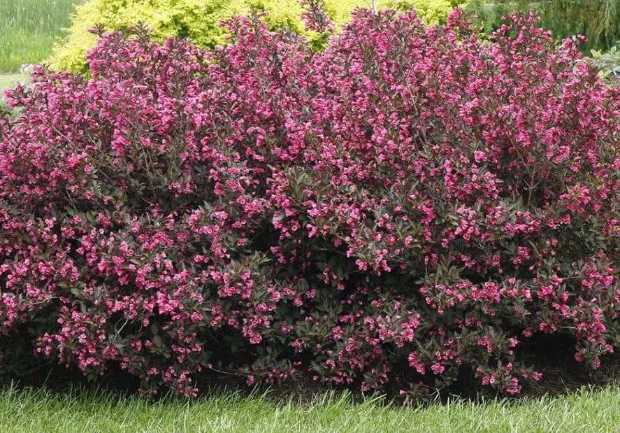Alpha Wine & Roses Weigela