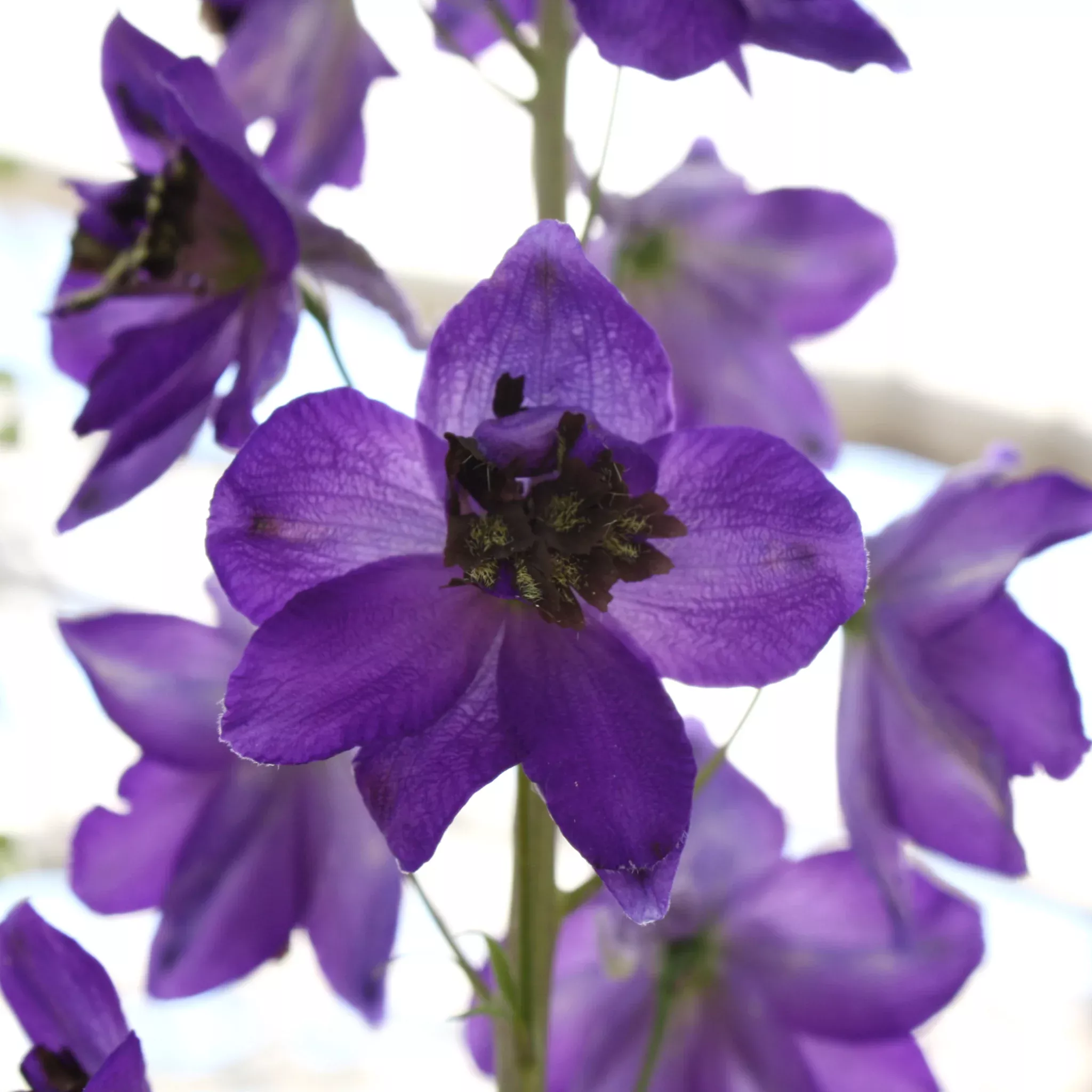 alpine-delphinium Alpine Delphinium