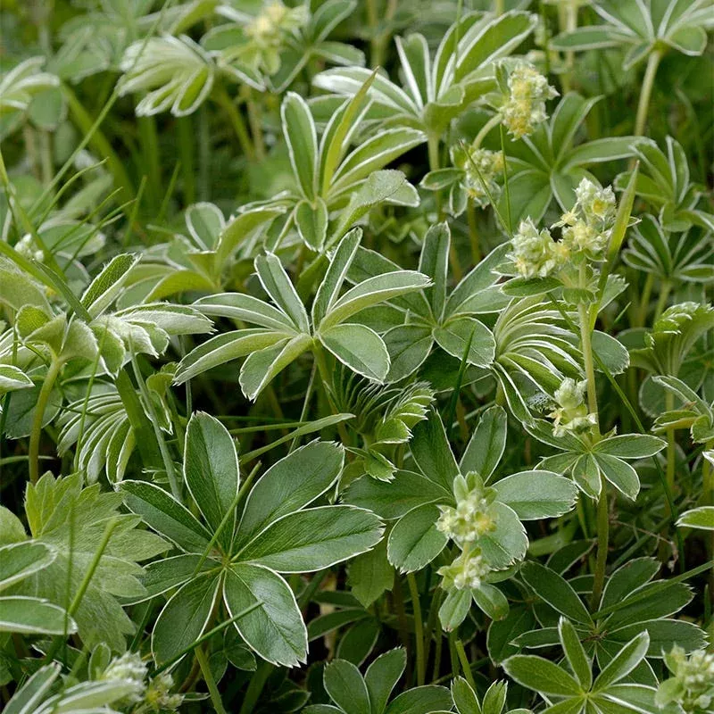 Alpine Lady's Mantle