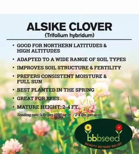 alsike-clover-trifolium-hybridum Alsike Clover – Trifolium hybridum