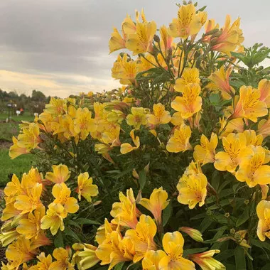 Alstroemeria 'Golden Tiara' (30)ct Flat