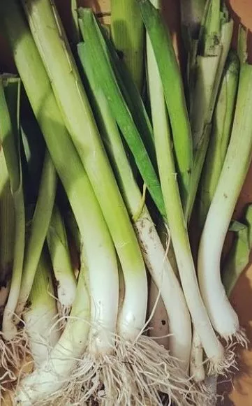 Alto Leek
