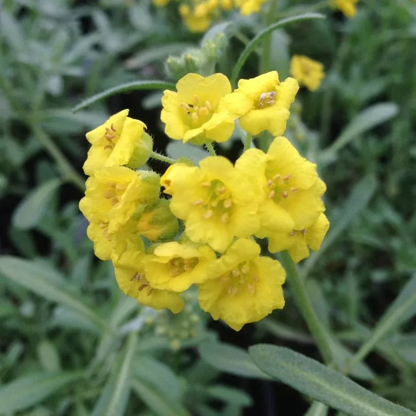 alyssum-montanum-mountain-gold-alyssum Alyssum montanum Mountain Gold Alyssum