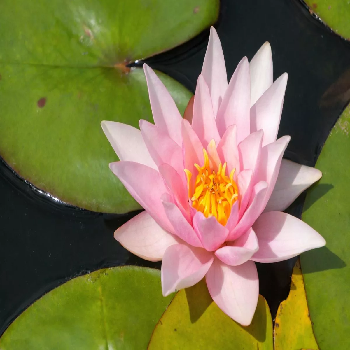amabilis-water-lily-pond-plants-vlw02-kit Amabilis Water Lily – Pond Plants – VLW02 – Kit