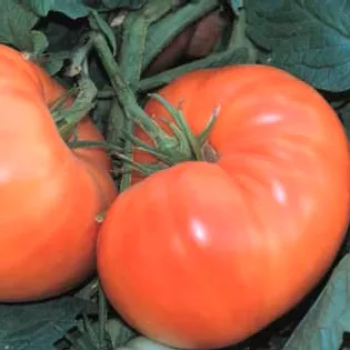 amana-orange-tomato Amana Orange Tomato