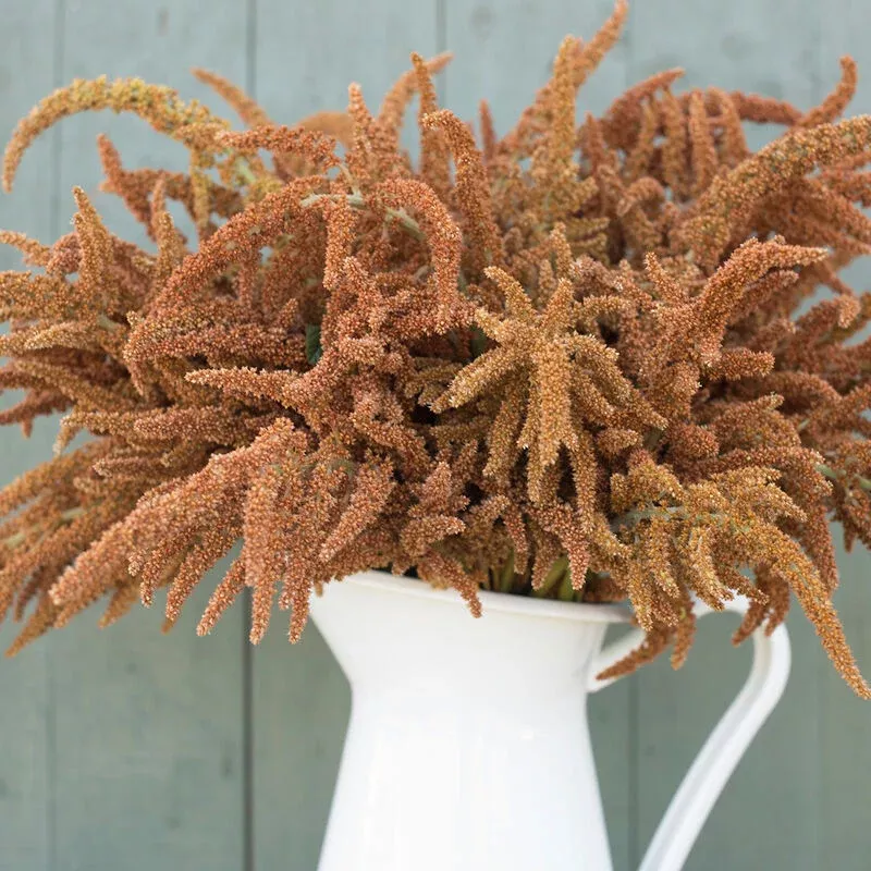 Amaranth: Hot Biscuits