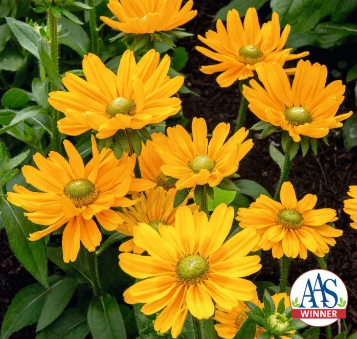 amarillo-gold-rudbeckia-seeds Amarillo Gold Rudbeckia Seeds