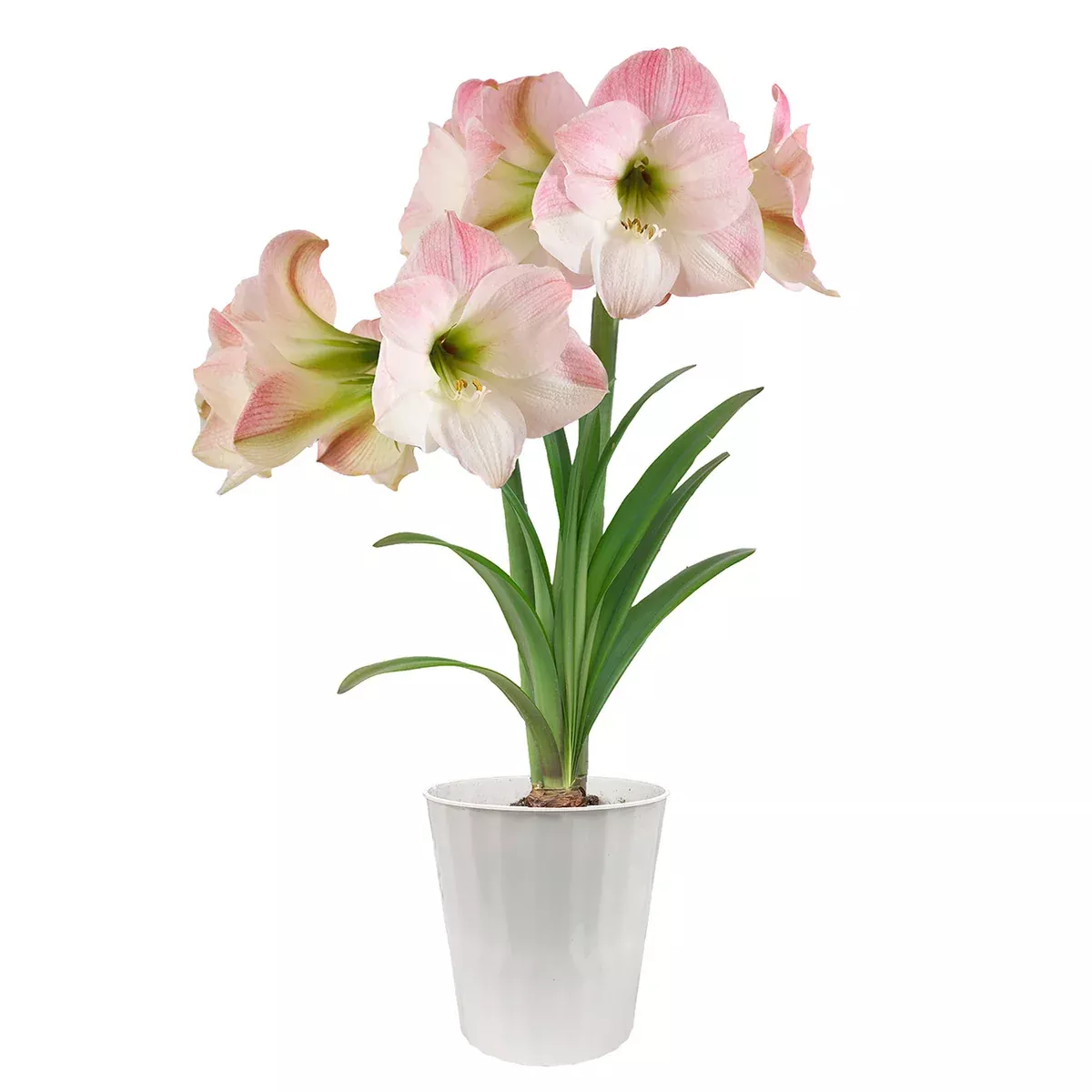 Amaryllis - Apple Blossom - Kit - Decorative Conical Plastic Planter