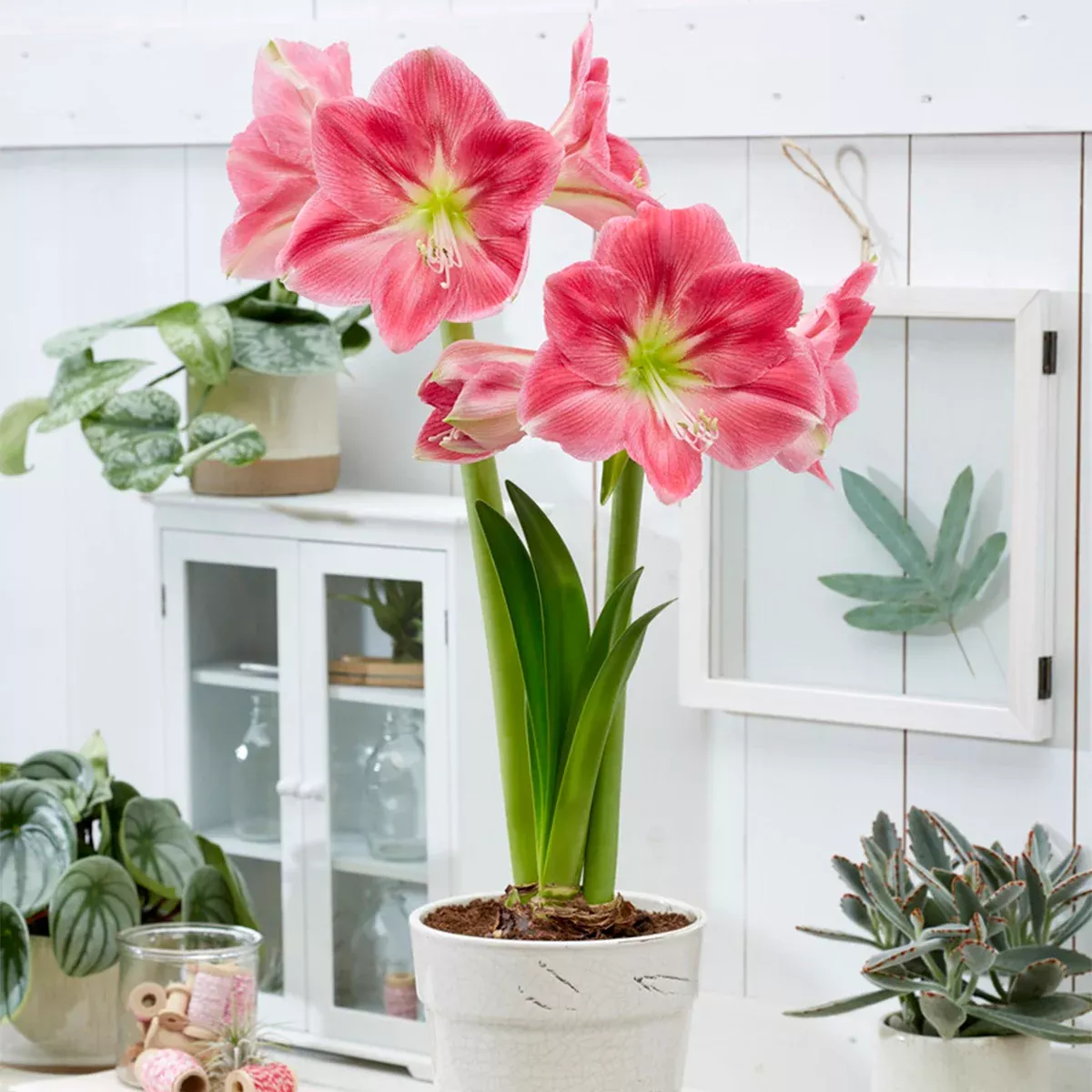 amaryllis-candy-floss Amaryllis - Candy Floss