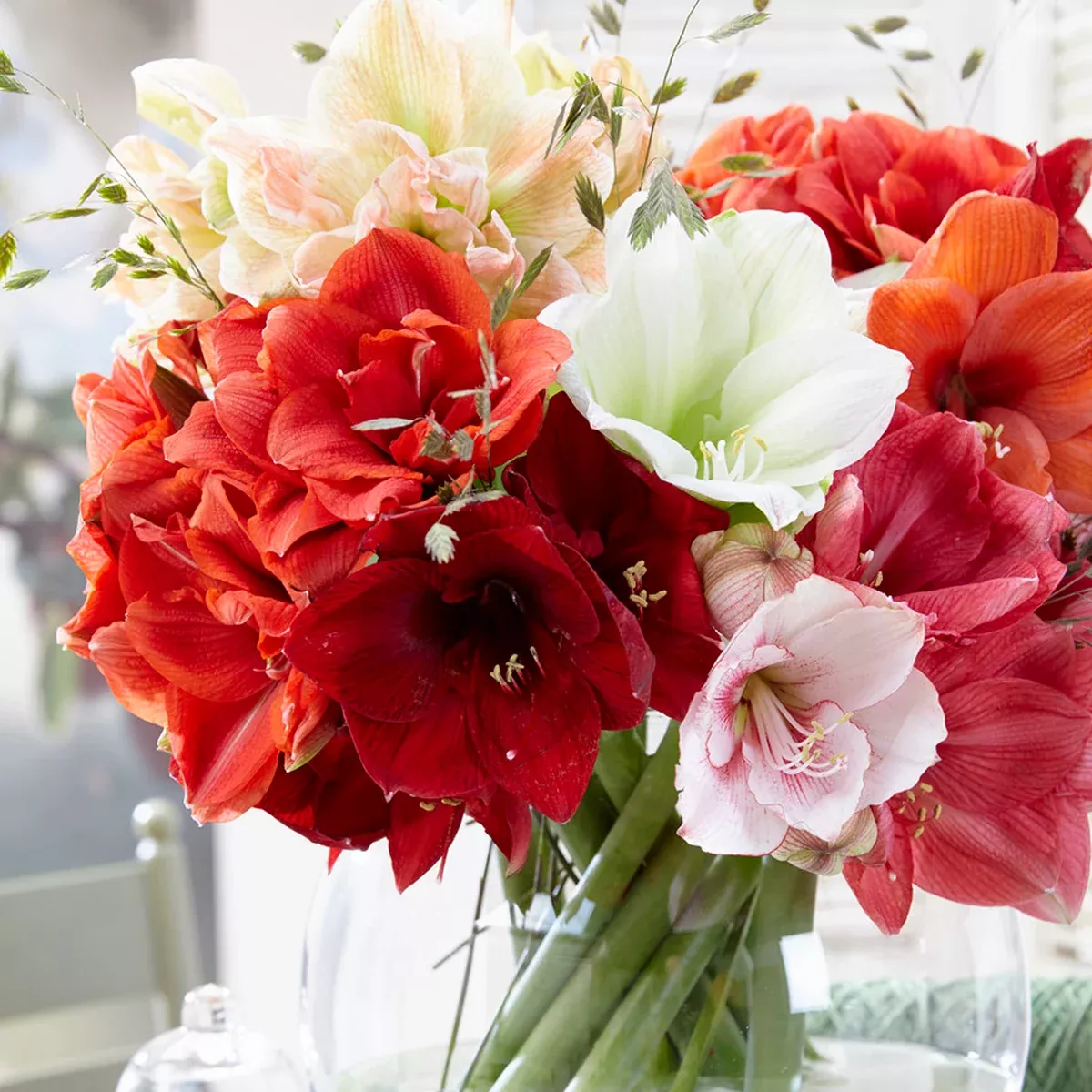 amaryllis-economy-mix Amaryllis - Economy Mix