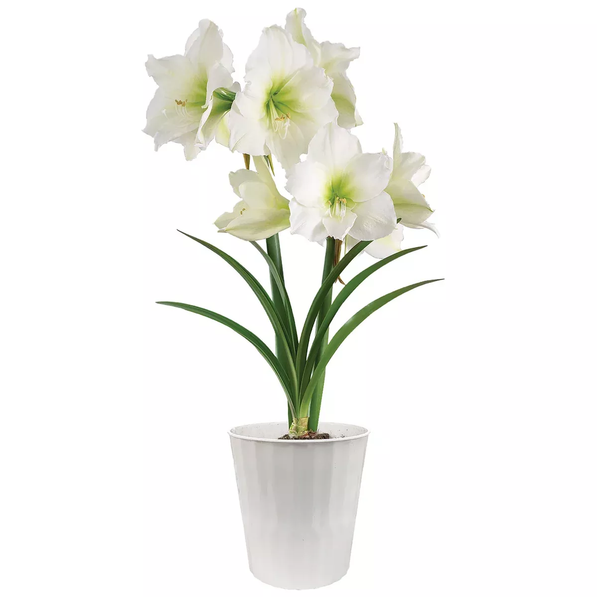 Amaryllis - Ludwig Dazzler - Kit - White Decorative Conical Plastic Planter