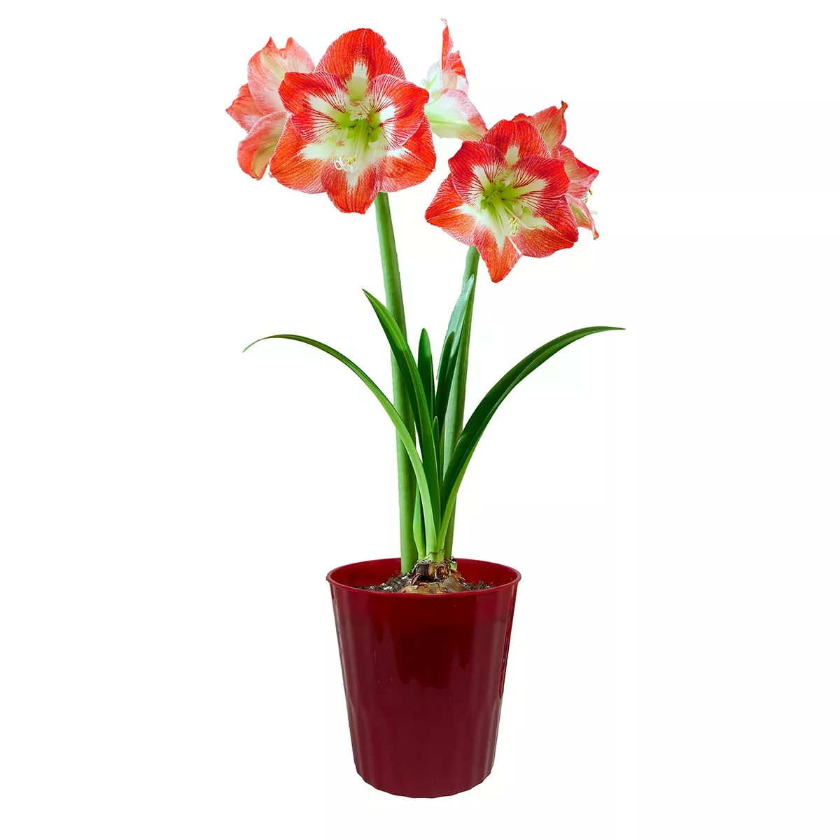 amaryllis-minerva-kit-decorative-conical-plastic-planter Amaryllis - Minerva - Kit - Decorative Conical Plastic Planter