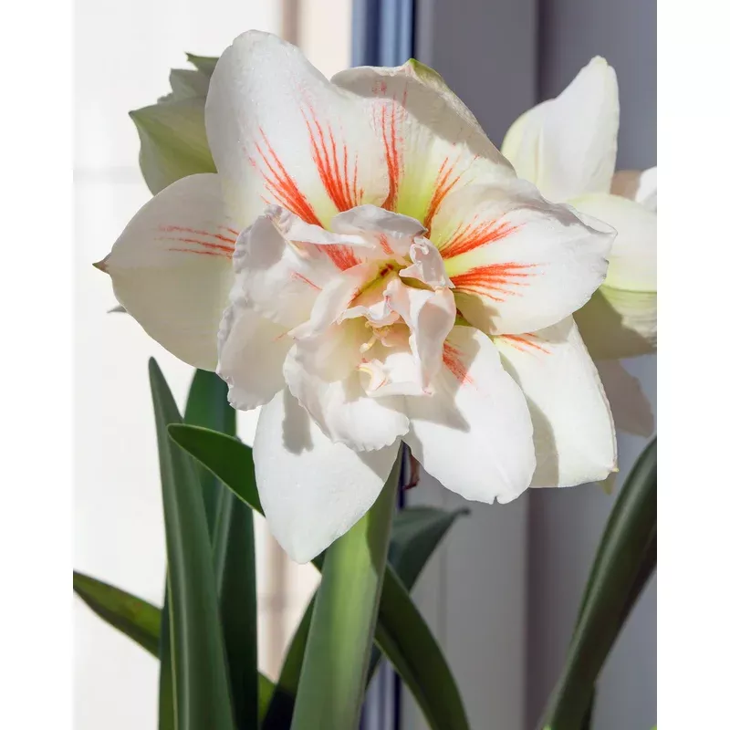 amaryllis-nymph Amaryllis - Nymph